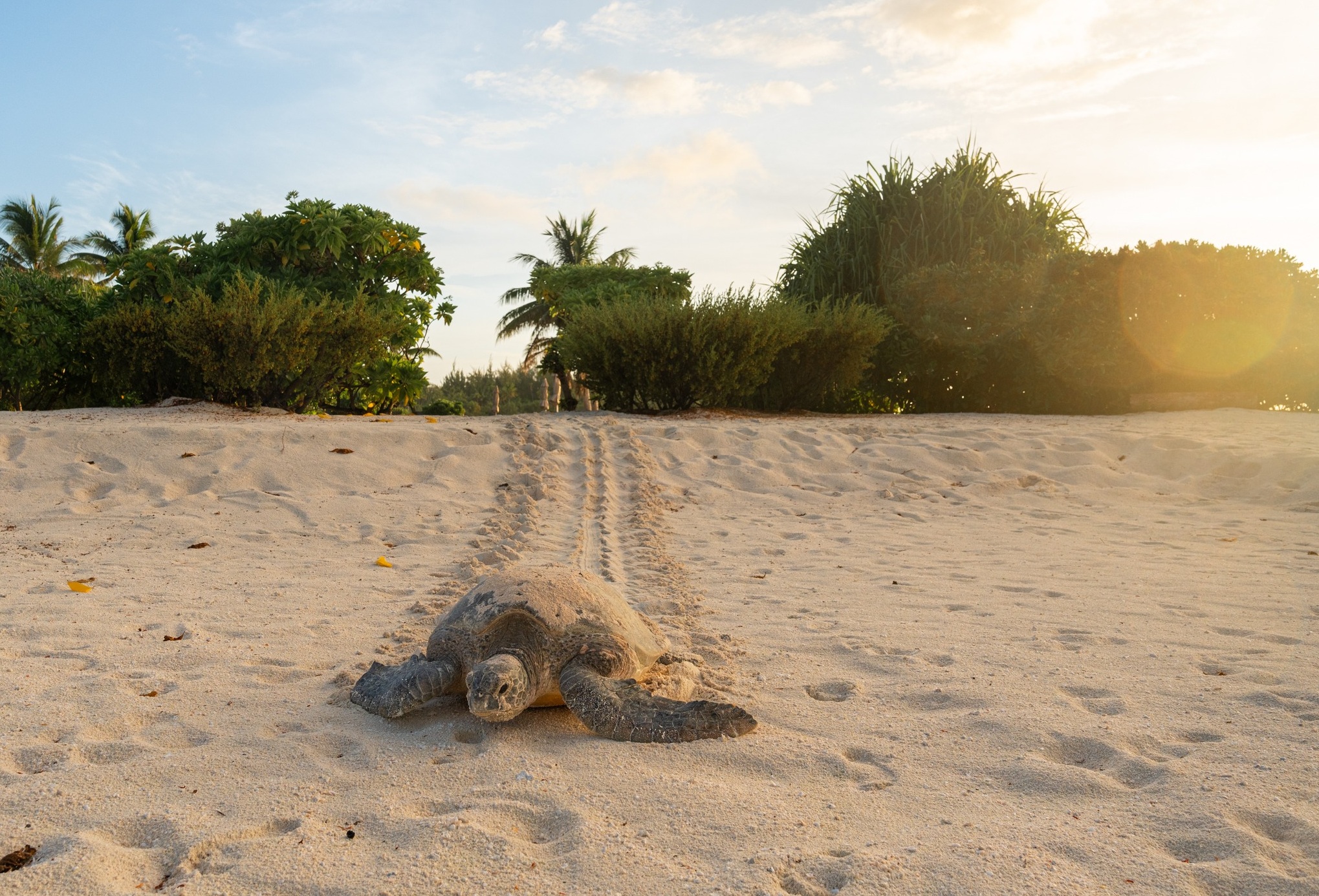 Les associations, fondations, collectivités territoriales et certains établissements publics peuvent soumettre un projet relatif aux milieux terrestre, marin ou aquatique (Crédit : archive/Te Mana o te moana).