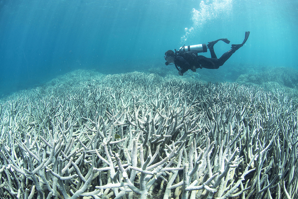 En Thaïlande, sites de plongée fermés pour mettre les coraux au repos des touristes