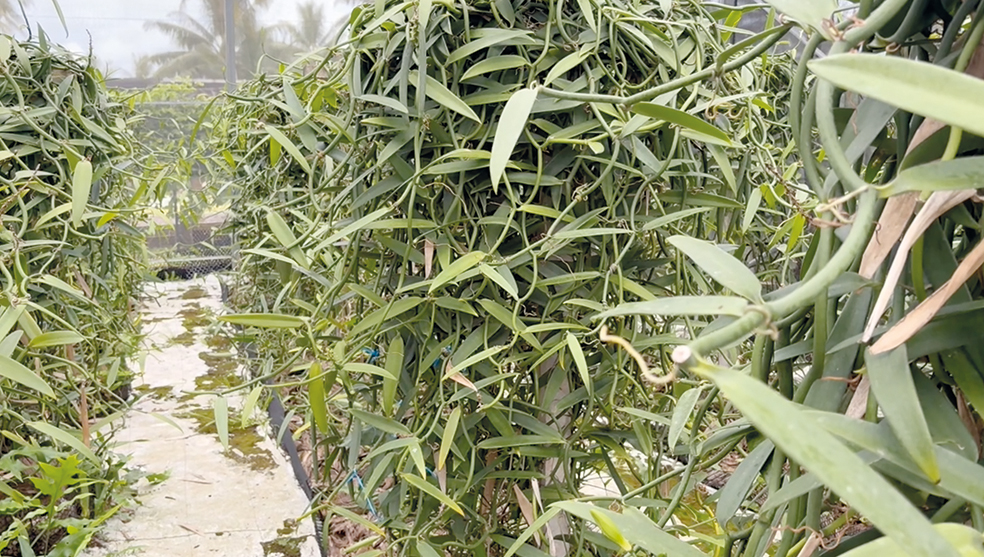 Un secteur de la vanille en plein essor à Hao