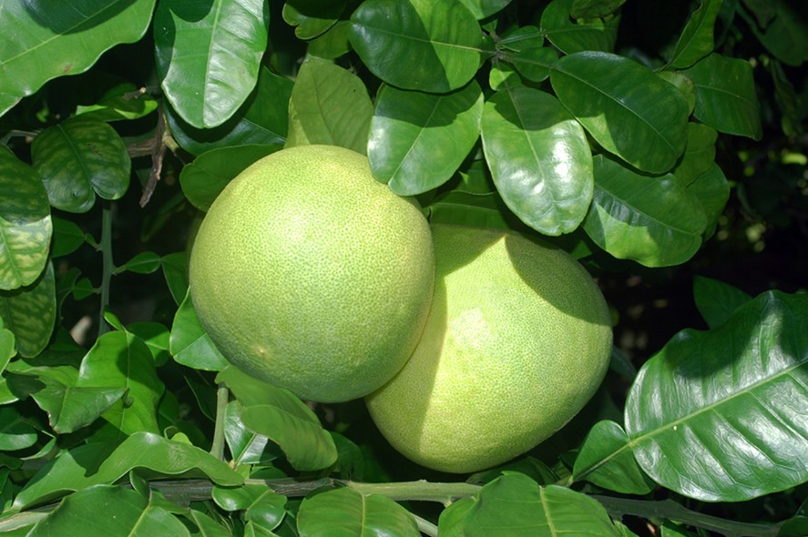 Jardin de senteurs tahitiennes