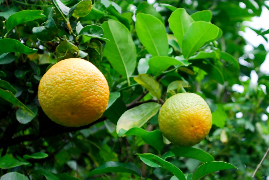 Jardin de senteurs tahitiennes