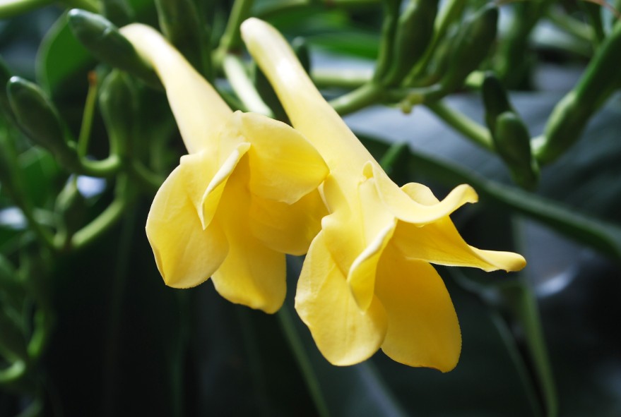 Jardin de senteurs tahitiennes