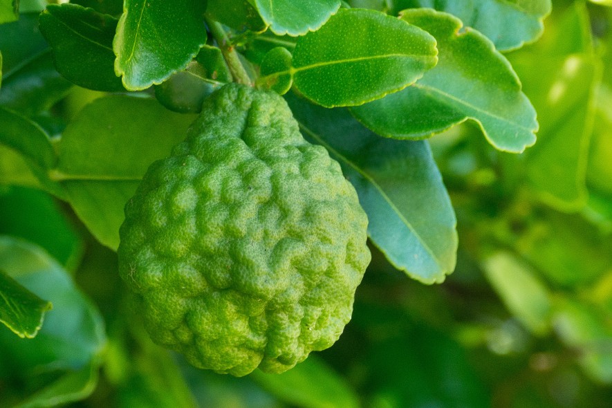 Jardin de senteurs tahitiennes