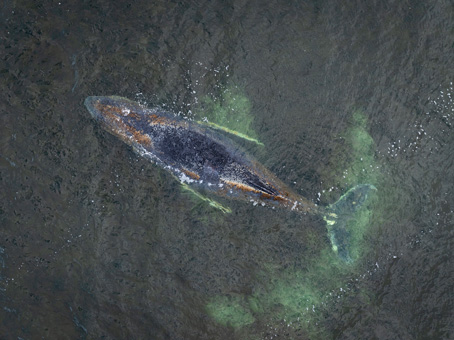 Daniel Müller / GREENPEACE / AFP