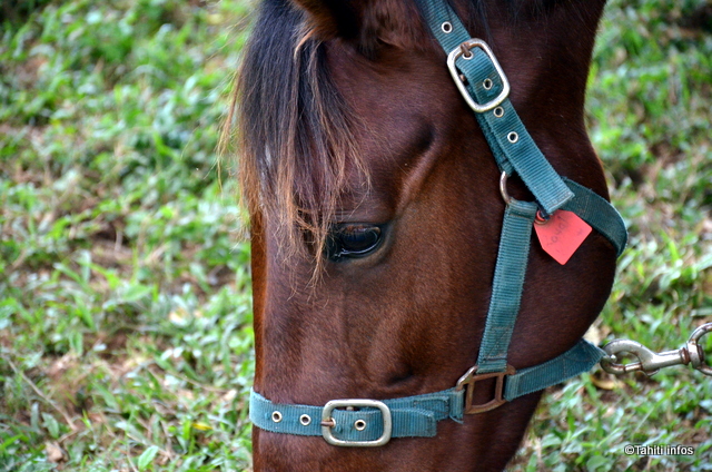 Relancer les courses de chevaux, le grand défi de l'hippodrome