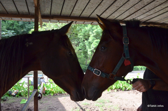 Relancer les courses de chevaux, le grand défi de l'hippodrome