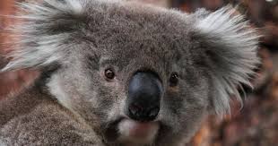 Le koala australien vit des heures bien sombres