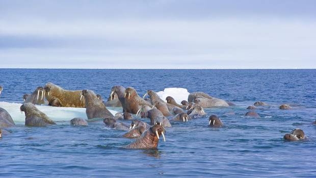Shell se retire de l'Arctique canadien pour la création d'un parc marin