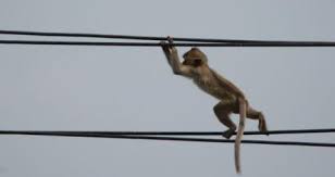 Kenya: un singe à l'origine d'une panne d'électricité nationale