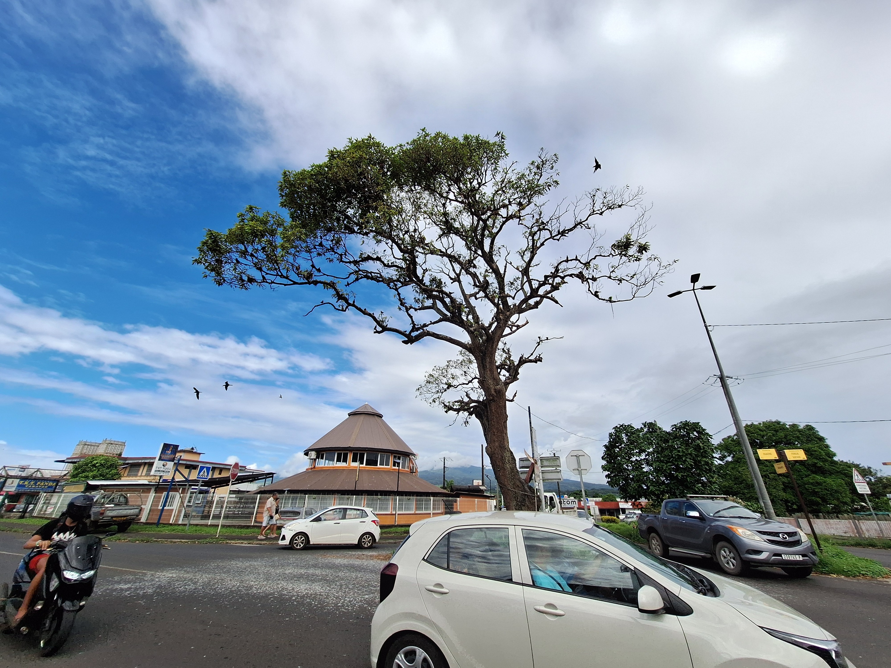 “L’arbre aux oiseaux” bientôt élagué à Taravao