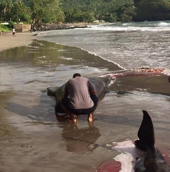 Hiva Oa : huit cétacés périssent échoués sur la plage de Puamau