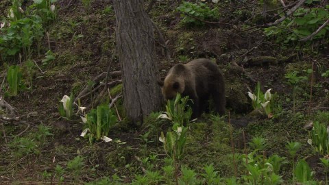 Japon: appel à la prudence après quatre attaques probables d'ours