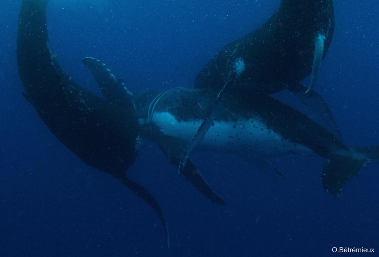 Mieux comprendre : Comment observer les baleines ?