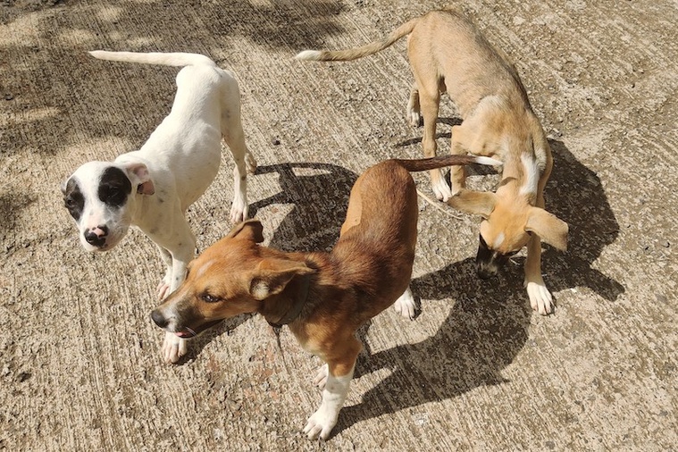 La Diren recherche trois terrains, chacun adapté à l’aménagement d’un refuge de moins de 20 chiens, pour poursuivre le transfert des animaux (Crédit : archive).