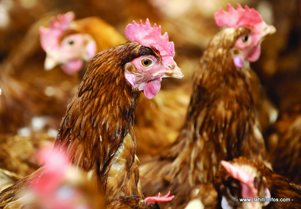 Une nouvelle exploitation de poules pondeuses victime de la salmonellose