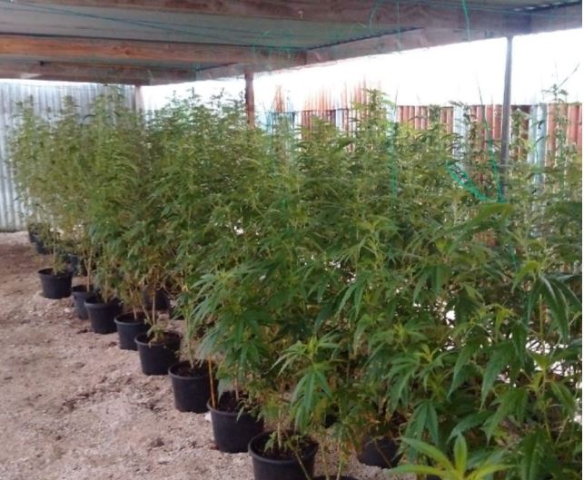 Iles Sous-le-Vent : la gendarmerie fait la chasse au paka avant les fêtes du Heiva