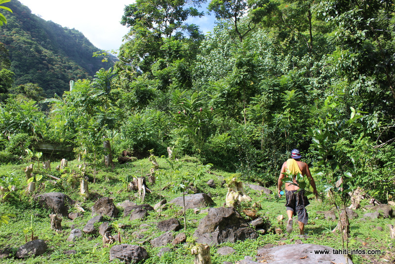 Vallée de Tipaerui : un "jardin d'Eden" à deux pas de la ville