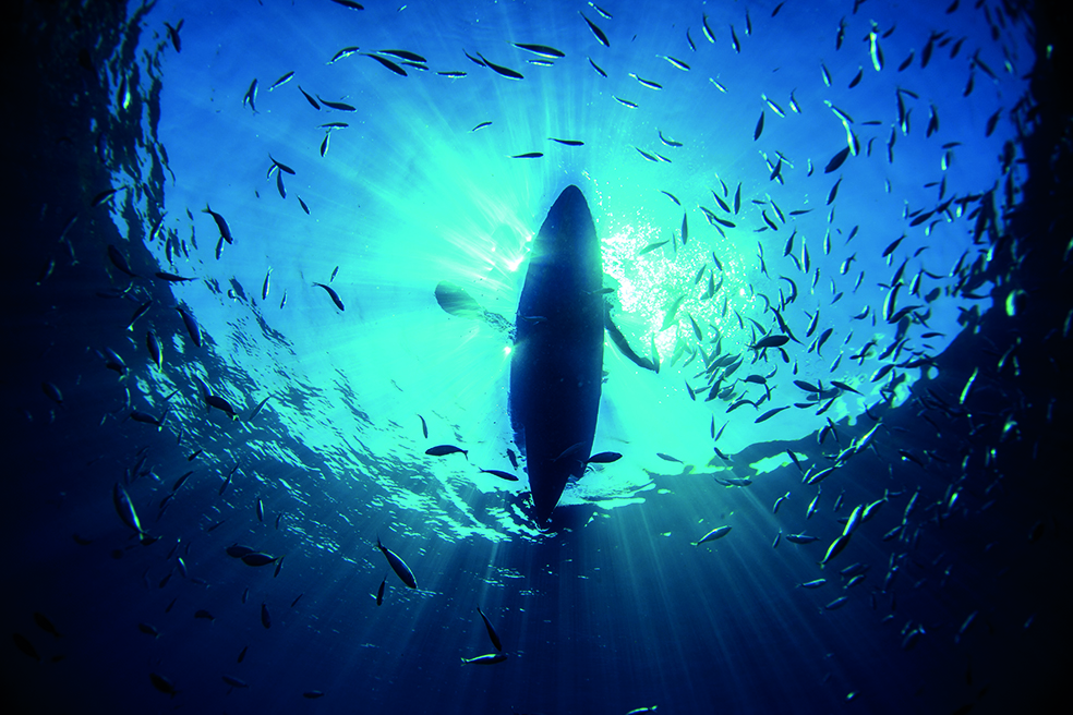​Les océans mondiaux ont atteint un pic de chaleur en juin