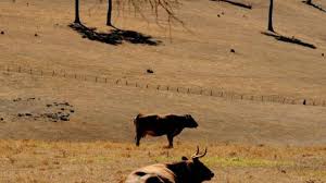 Un Etat australien achète un immense élevage pour protéger la Grande barrière