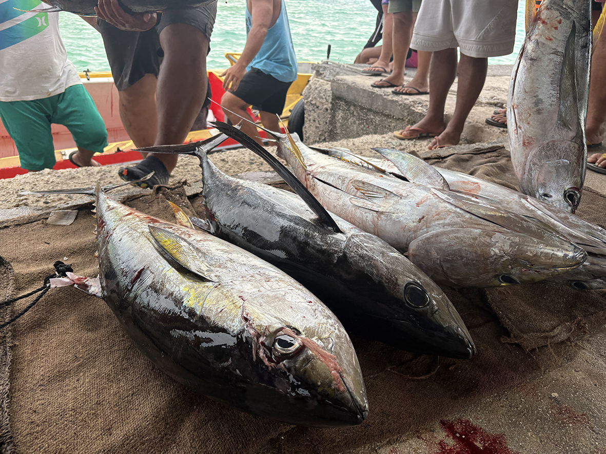 Une pêche au pōito réussie à Hao
