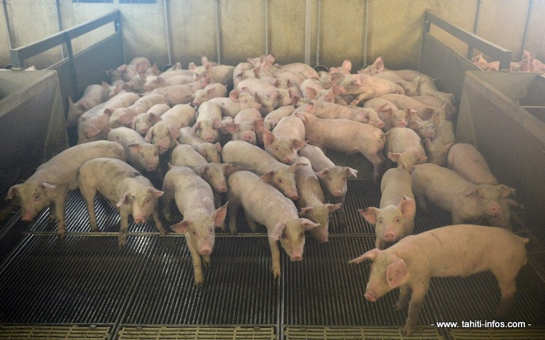Un élevage de porc (photo d'illustration AFP).