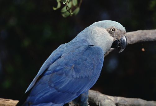 Brésil : un petit perroquet bleu vu dans la nature, plus de 15 ans après sa disparition