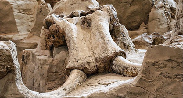 Un mammouth vieux de 14.000 ans sort de terre au Mexique