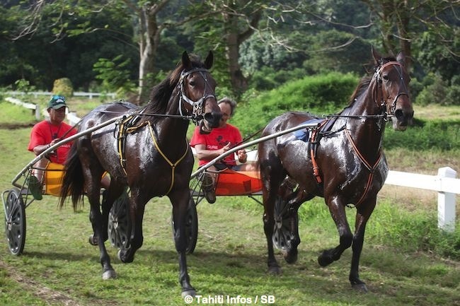 Le pari mutuel de l'hippodrome de Pirae s'informatise