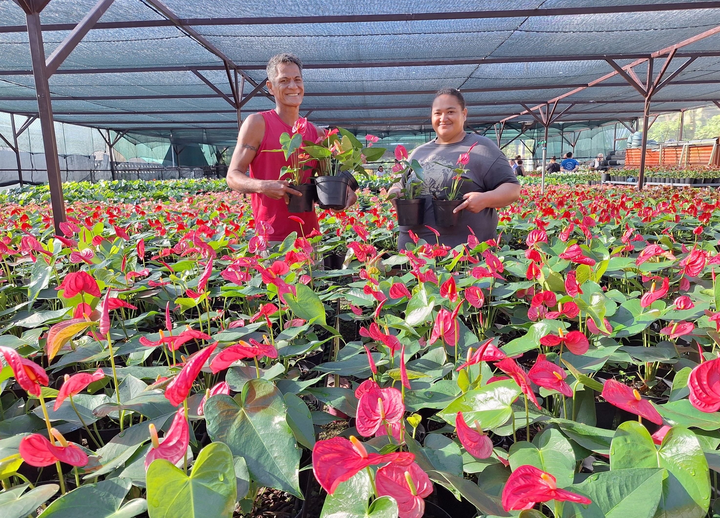Entourée de ses 13.000 anthuriums, Ah-Lan Tching est dans son élément (Crédit : Anne-Charlotte Lehartel).