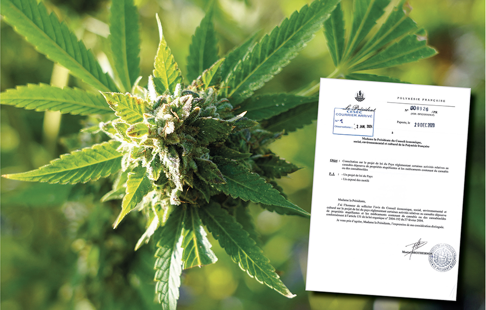 ​Cinq variétés de cannabis, sans effet stupéfiant, homologuées pour la culture en Polynésie française