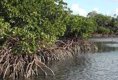 La mangrove, un piège à carbone aux potentiels encore méconnus