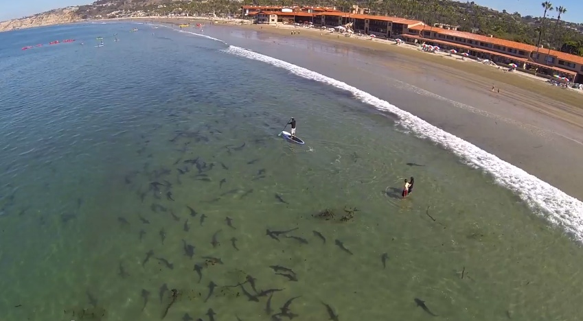 Requins, dauphins, baleines... les eaux californiennes affichent complet