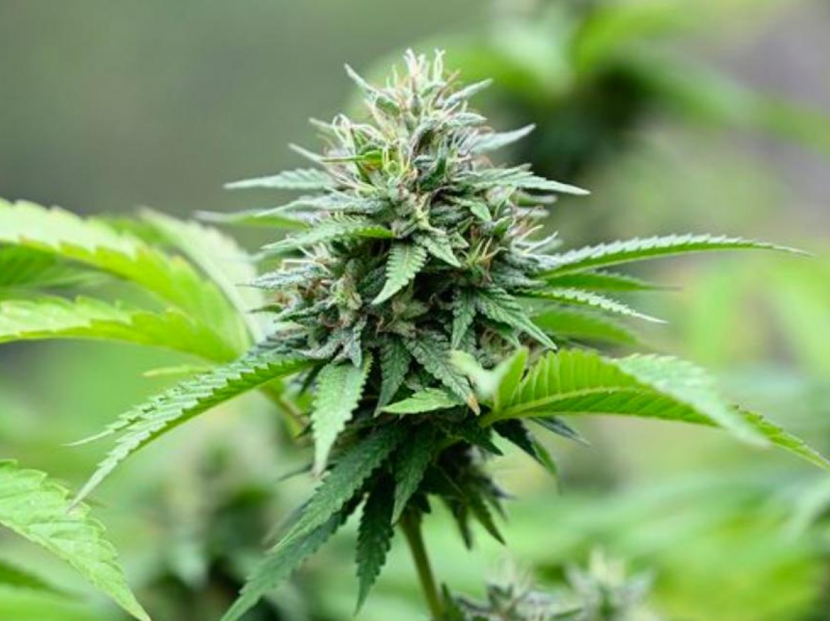 CBD : cinq variétés testées pour lancer une filière