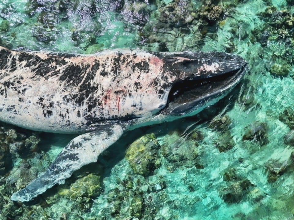 ​Le baleineau quitte la zone, la carcasse de la mère toujours dans le lagon