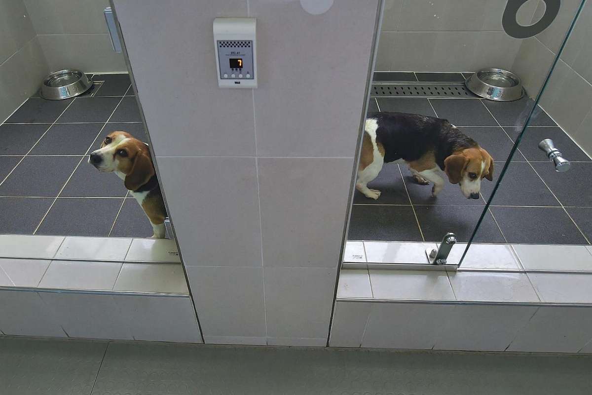 Médor, c'est pour toujours grâce à une clinique sud-coréenne de clonage