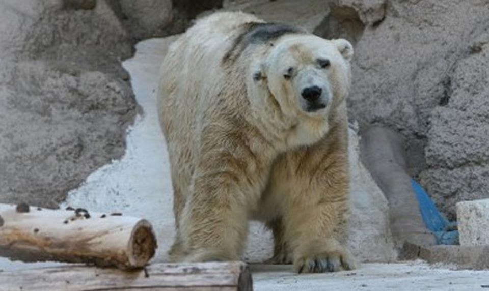 Argentine : décès d'Arturo, dernier ours polaire en captivité