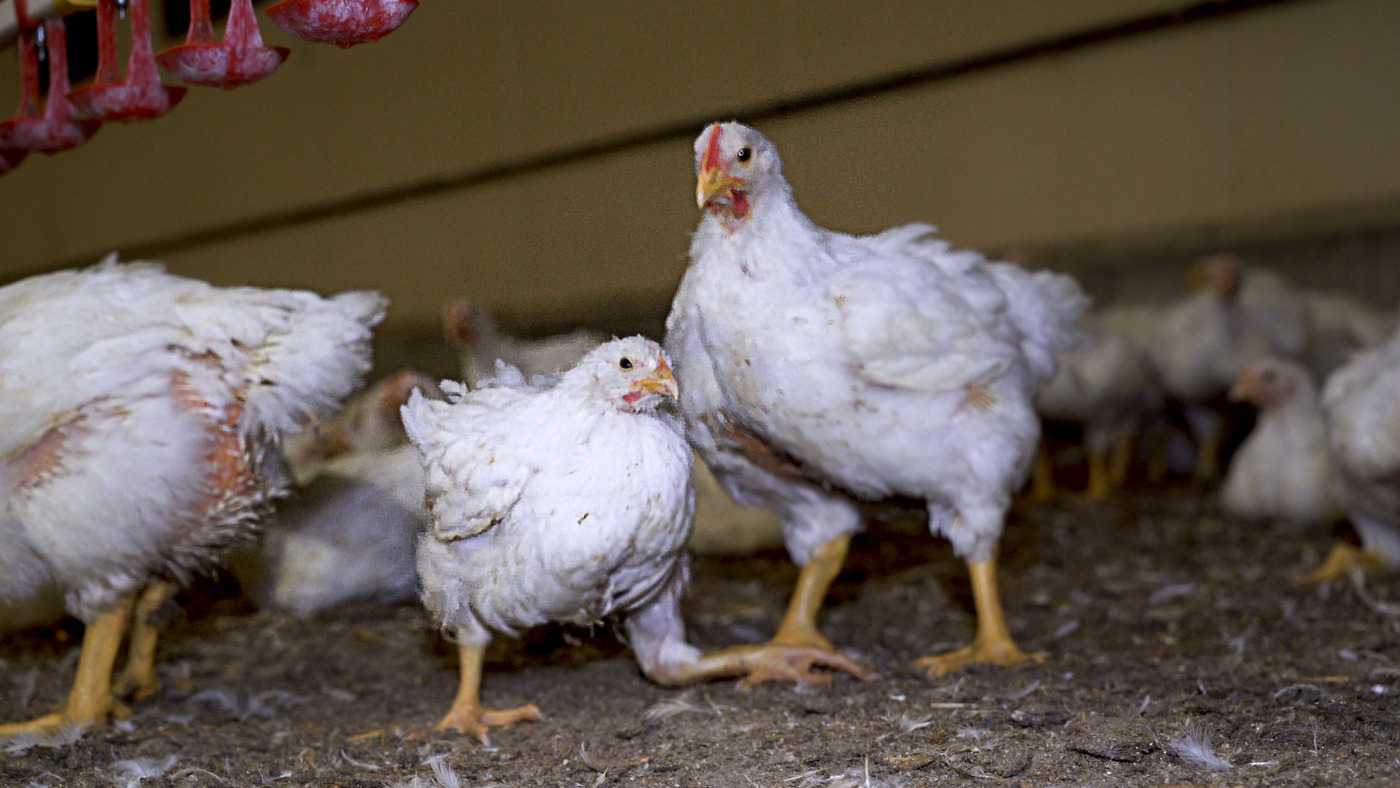 Le poulet brésilien interdit au Fenua