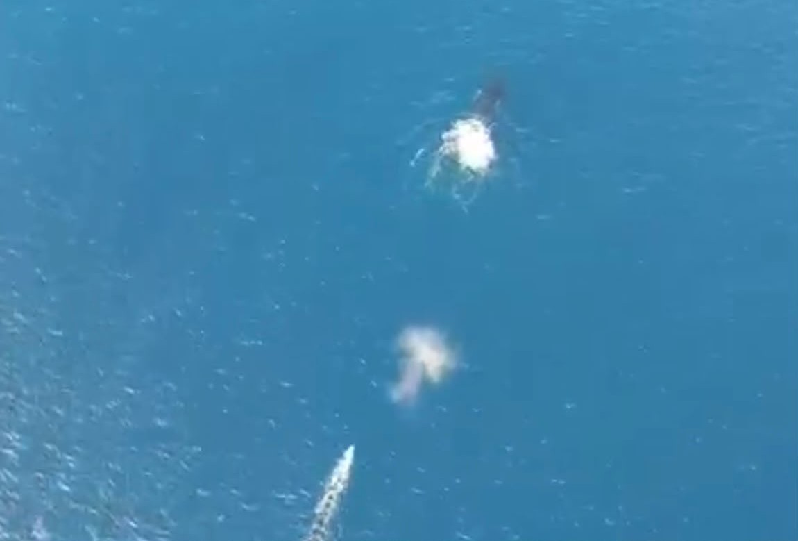 Sur une vidéo fournie par un riverain, on aperçoit une trainée à l’arrière de la baleine (Crédit : DR).