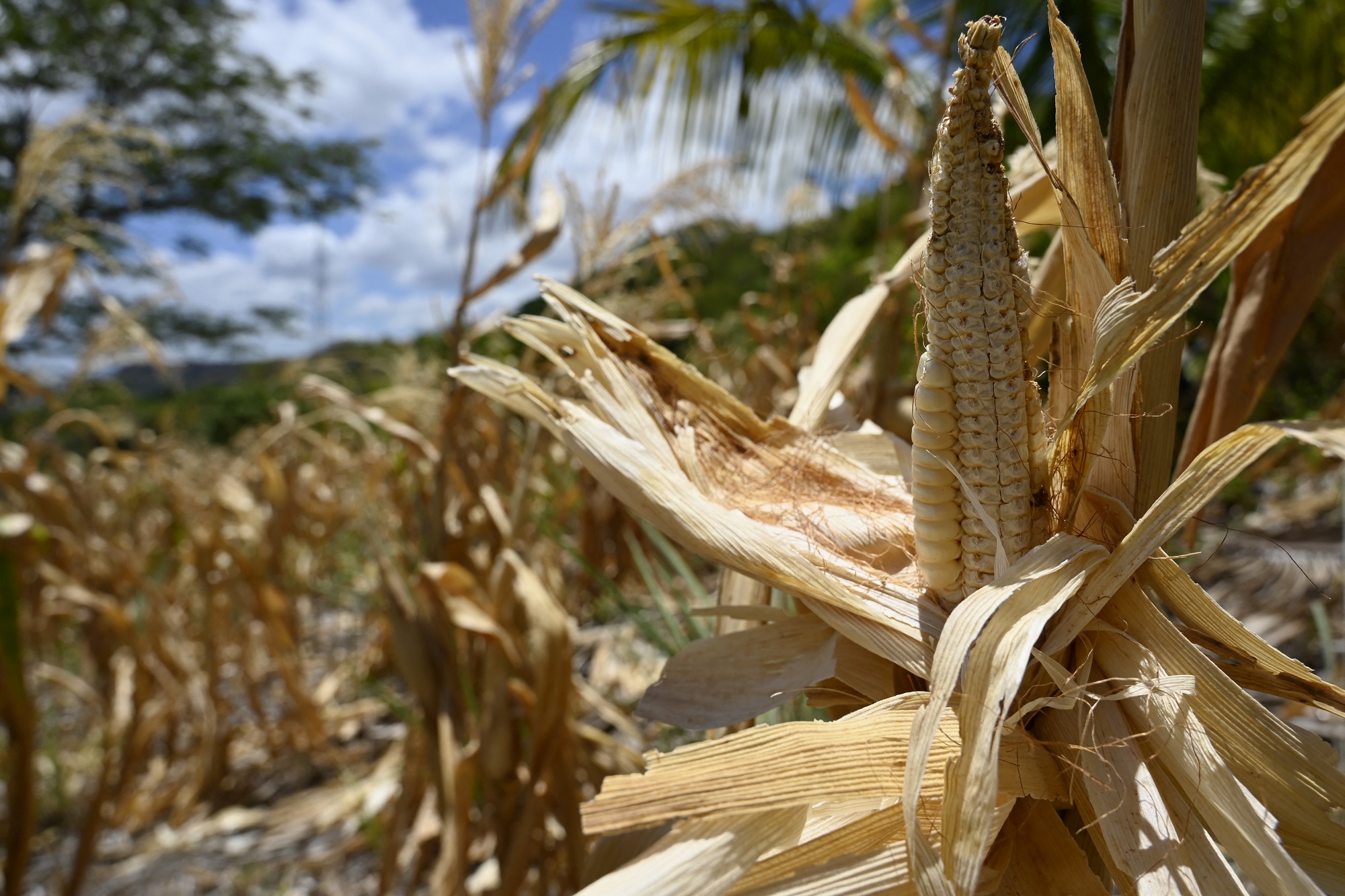 ​La Californie déclare l'état d'urgence face à l'arrivée d'El Nino