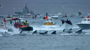 Iles Féroé : ouverture de la chasse controversée au dauphin pilote