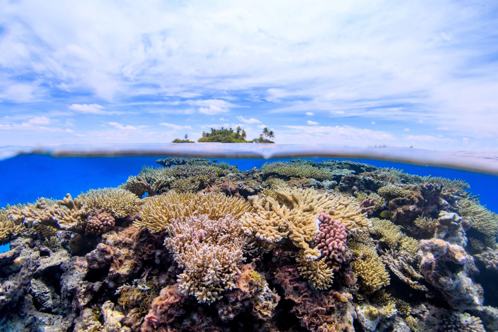 Il reste jusqu'au lundi 5 octobre à midi pour que les associations, opérateurs de recherche, acteurs privés ainsi qu’aux écoles pour déposer leurs candidatures aux Trophées To’a Reef 2026. ©Ifrecor Polynésie - Vetea Liao