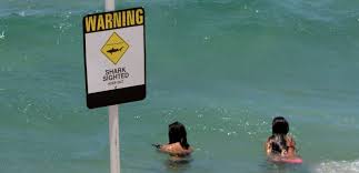 L'Australie, haut lieu du surf, a peur des dents de la mer
