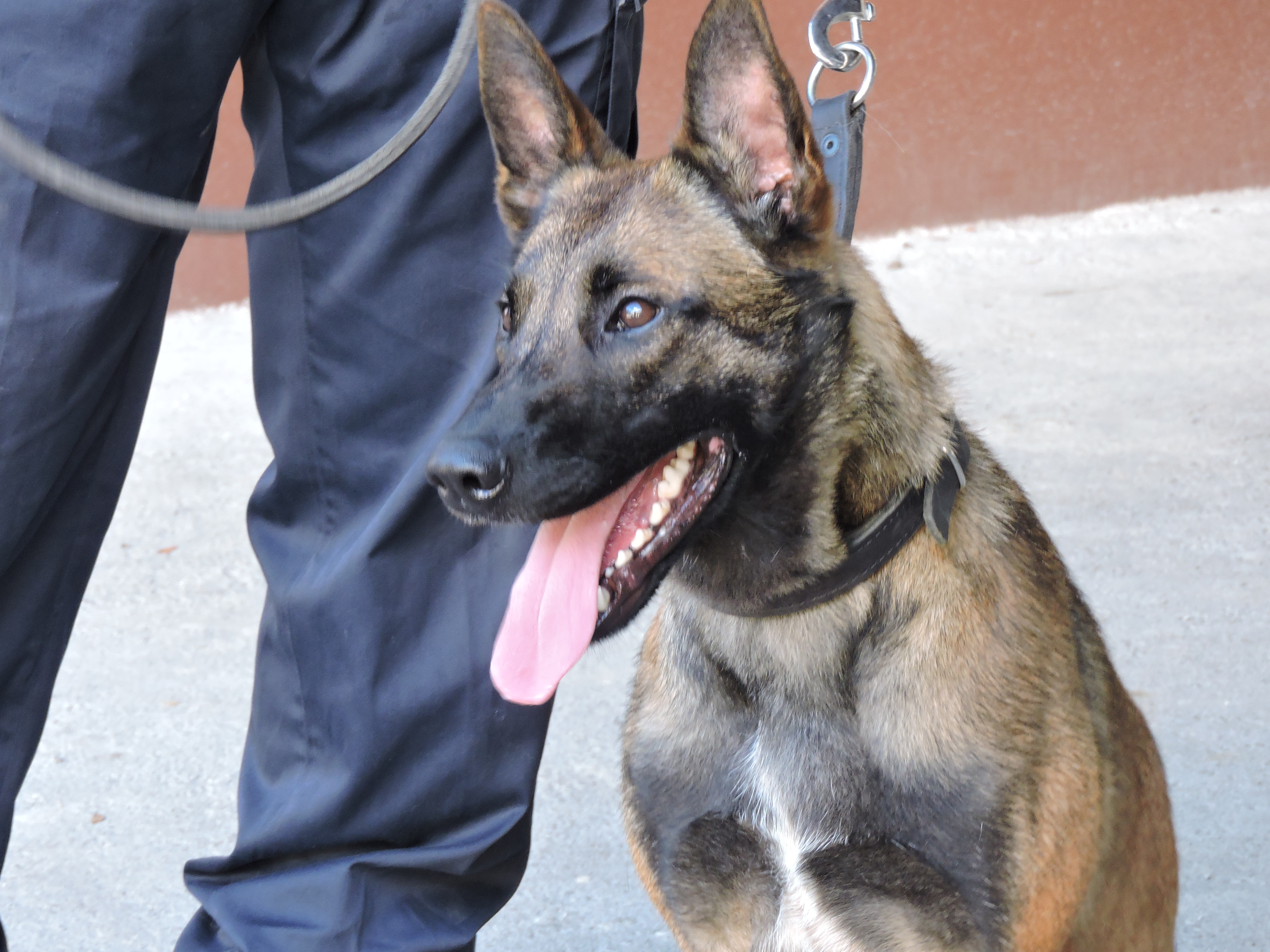 Jipsy, une nouvelle recrue très spéciale pour la DSP