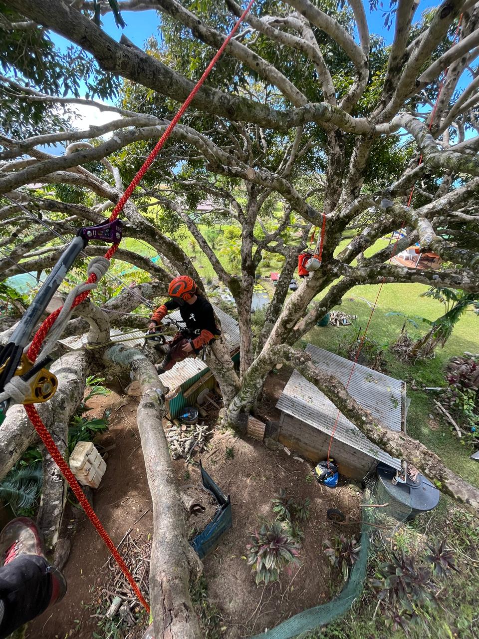 Les professionnels enchainent les interventions en hauteur à l’aube de la saison des pluies (Crédit photos : Tahiti Élagage et Anne-Charlotte Lehartel).