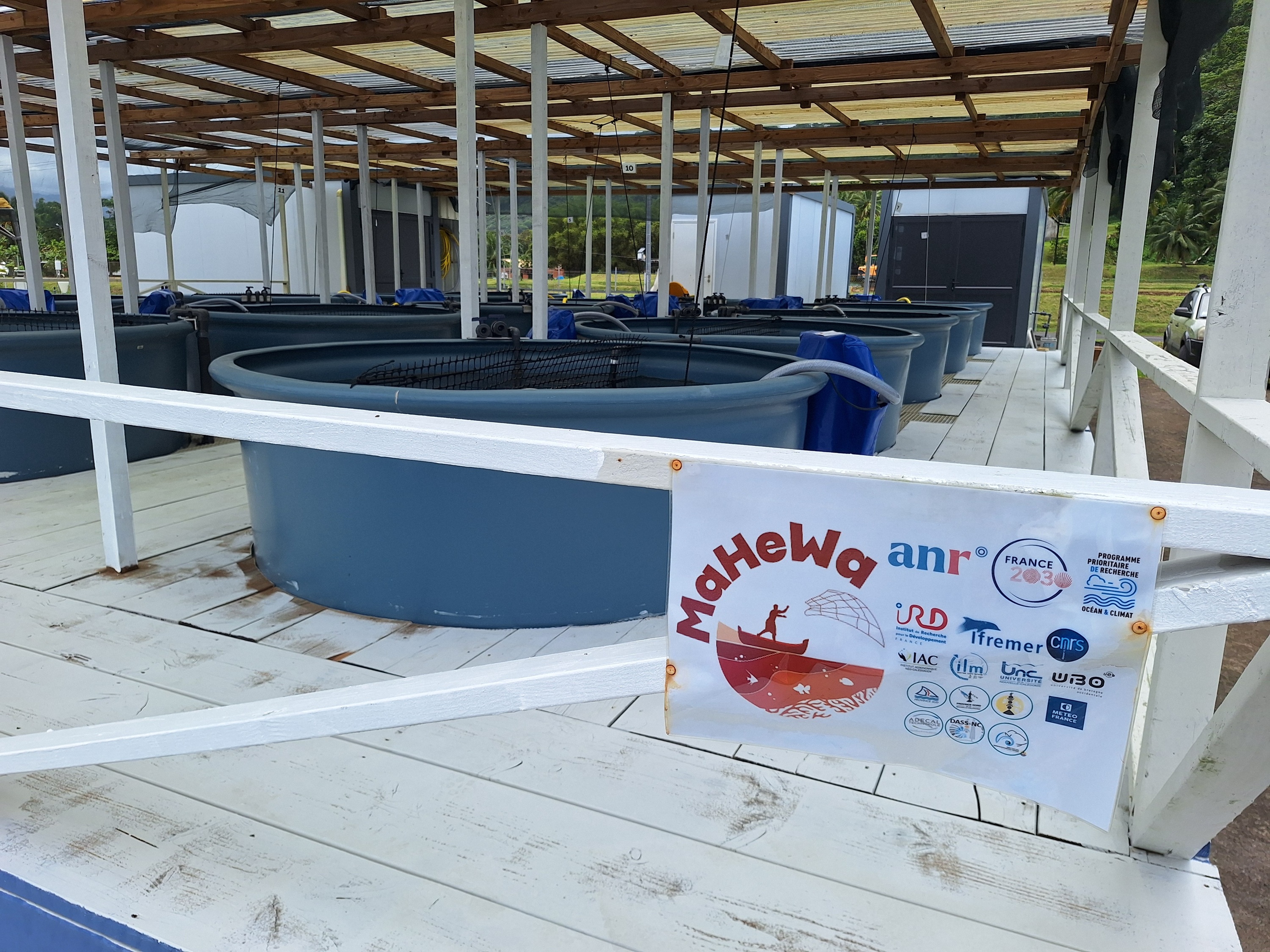 MaHeWa fait partie des projets en cours sur l’impact des canicules marines.