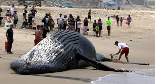 Argentine : une baleine échouée, puis secourue, puis retrouvée morte