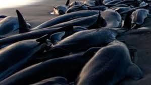 Chili: nouvel échouage massif de baleines dans le sud