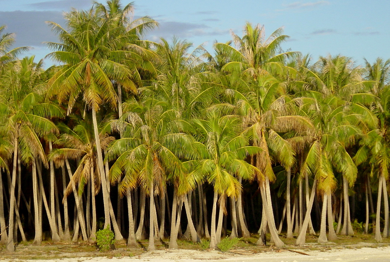 Un nouveau projet vise à sauvegarder la diversité des variétés de cocotiers dans les îles du Pacifique
