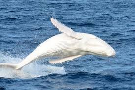 Une baleine à la peau de porcelaine aperçue au large de l'Australie
