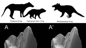 Un ancien marsupial carnivore découvert en Australie